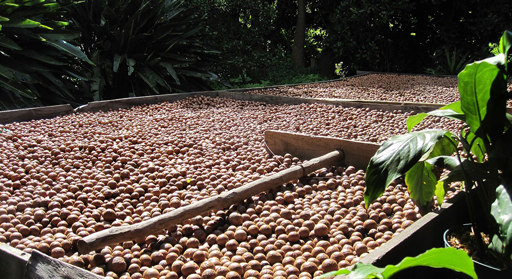 Noix de macadamia du Vietnam