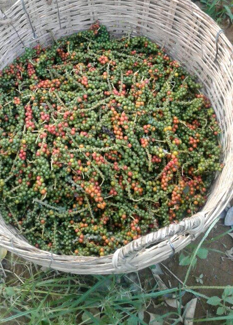 Le poivre de Phu Quoc Vietnam - récolte