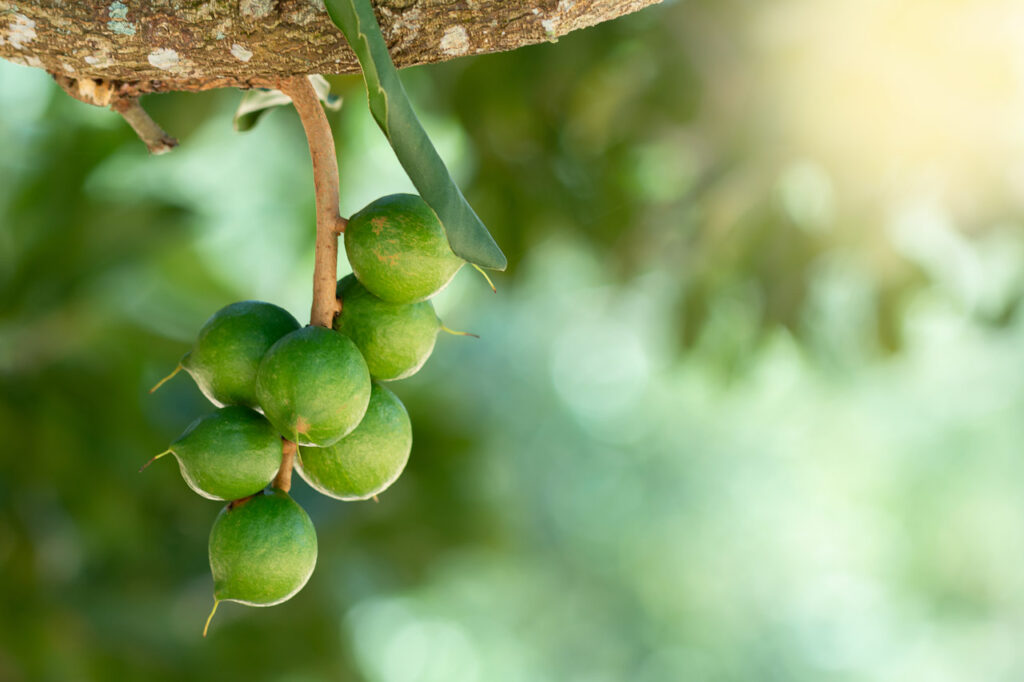 Les noix de macadamia et le Vietnam