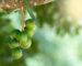 Les noix de macadamia et le Vietnam