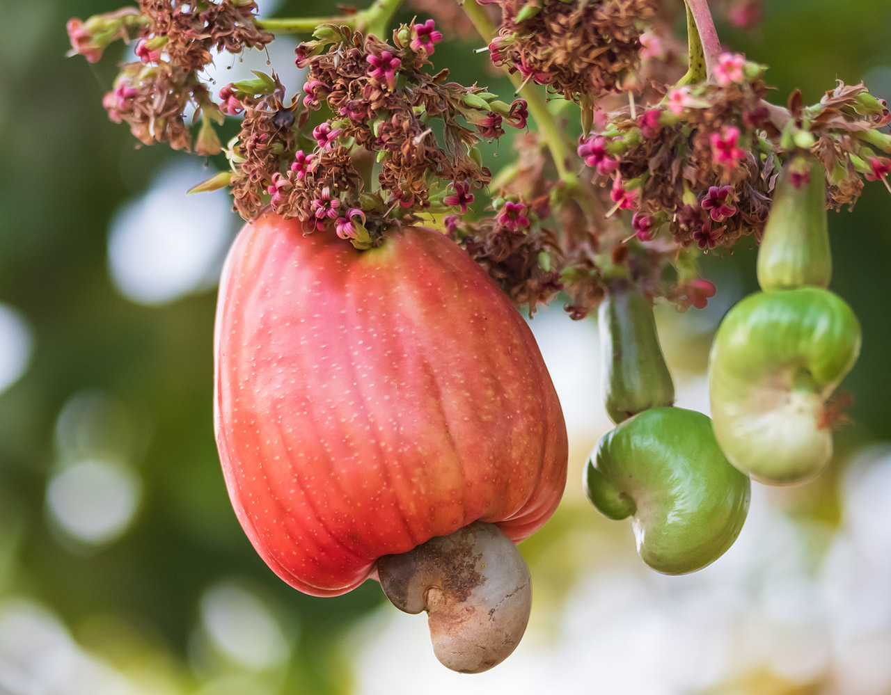 J'aime la pomme ! Pour tout savoir sur ce fruit exceptionnel