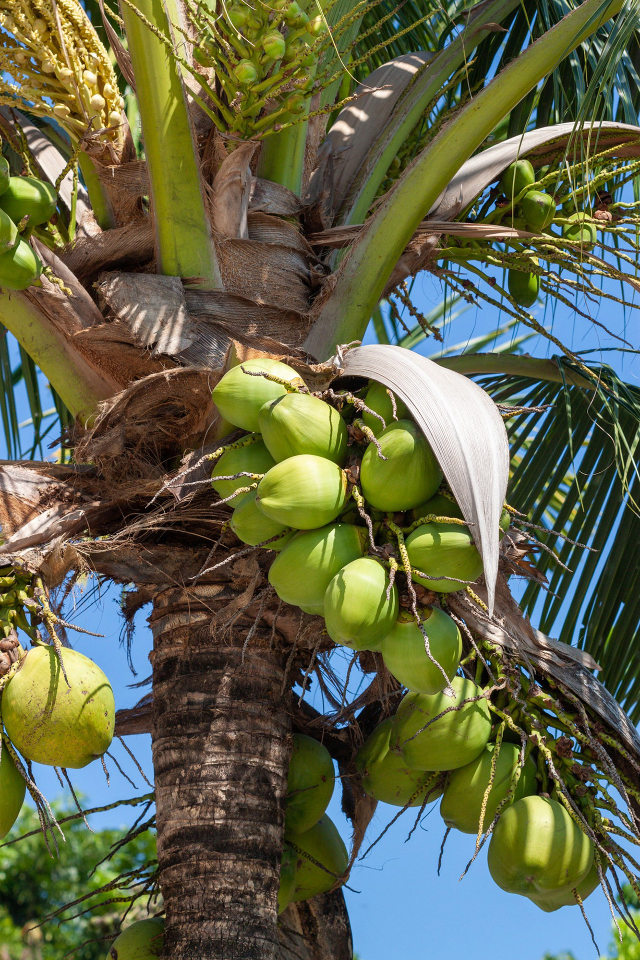 noix de coco dans cocotier