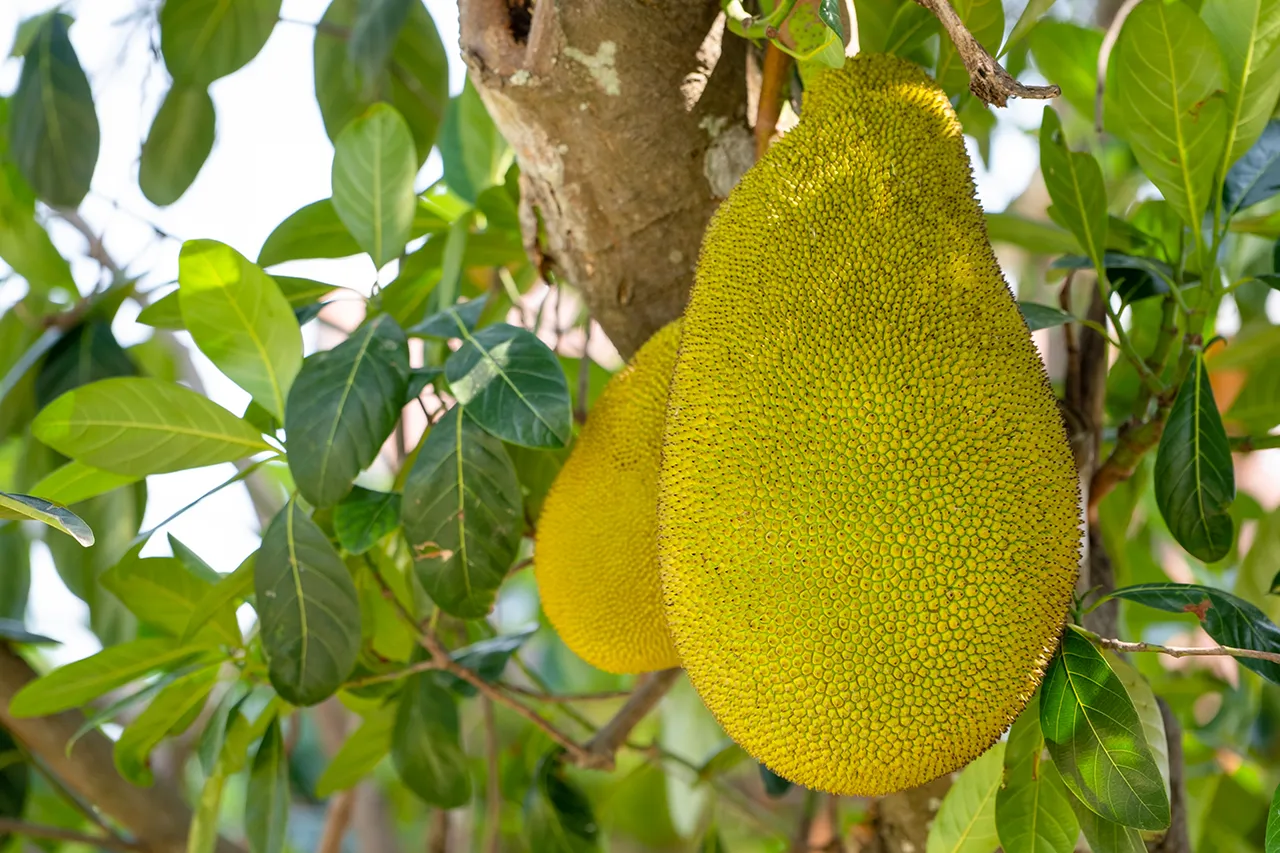 Fruit du jacquier Vietnam